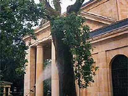Un jardinero fumiga el mítico árbol ante la Casa de Juntas.