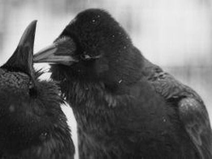 Understanding the evolution of a birdbrain’s mind