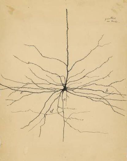 'La neurona piramidal de la corteza cerebral' (1904), dibujada por Santiago Ramón y Cajal.