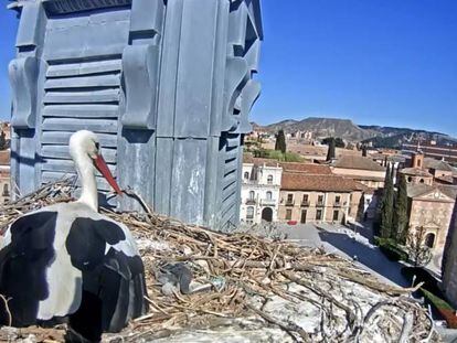 Caprtura de la webcam que trasmite en directo 24 horas al día el nido de cigüeña blanca