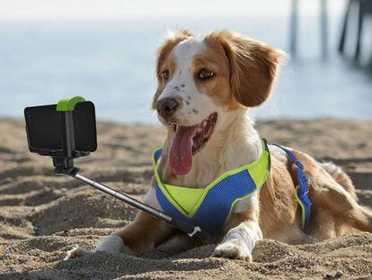 El palo de 'selfie' para perros fue una broma del día de los inocentes pero quizás sólo sea cuestión de tiempo que se haga realidad.