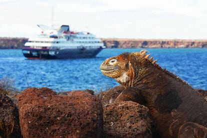 Una iguana en isla Seymour, en el archipiélago ecuatoriano de las Galápagos.