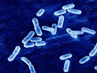 La bacteria que causa la listeriosis, en una imagen de microscopio. 