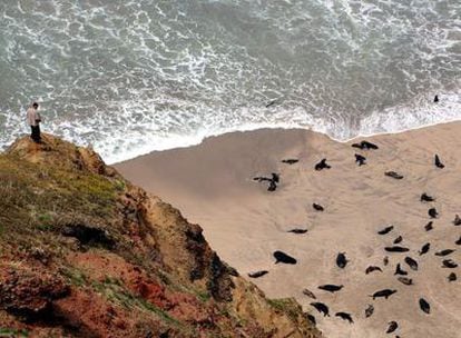 Lobos marinos en la playa del Arenal en Robinson Crusoe, isla del archipiélago chileno de Juan Fernández.
