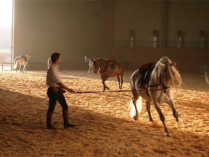 Los caballos de Domecq contarán su historia en Sicab