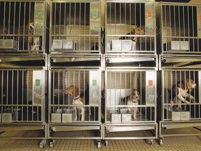 Perros enjaulados en un laboratorio. 
