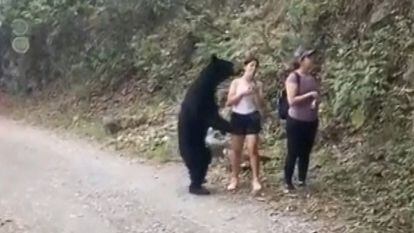 En foto, un oso interactuando con humanos en México. en vídeo, un oso se acerca a un grupo de visitantes de un parque de México. 