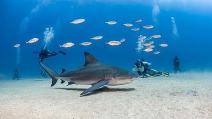 Todos coinciden en que el mejor lugar para bucear en la península de Baja California es Cabo Pulmo, a 63 kilómetros al noreste de San José del Cabo por la Mex-1: un hervidero de vida que bulle alrededor del único arrecife coralino de la costa oeste de América, declarado en 2005 patrimonio mundial por la Unesco. En este hermoso arrecife se puede ver coral negro, bancos de peces ballesta, atunes claros y huachinangos. Y, según la temporada y las corrientes, también aparecen tiburones martillo, tiburones ballena y mantas. Aquí también encontraremos playas llenas de encanto como Los Arbolitos o La Sirenita. Más información: <a href="https://www.turismomexico.es/baja-california-sur/" target="_blank">turismomexico.es/baja-california-sur</a>