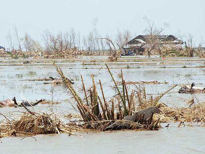 Víctimas del ciclón flotan en un campo inundado en Labutta, localidad del delta del Irrawaddy.