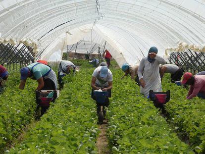 Temporeras marroquíes recogen fresas en un invernadero de Huelva. En vídeo, protestas de las jornaleras de Huelva.