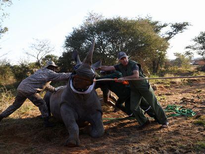 Kester Vickery, co-founder of Conservation Solutions, attends to a tranquillised rhino during the relocation of the first 19 white rhinos from South Africa to Zinave National Park in Mozambique, in Lephalale in the Limpopo province, South Africa, May 30, 2022. REUTERS/Siphiwe Sibeko