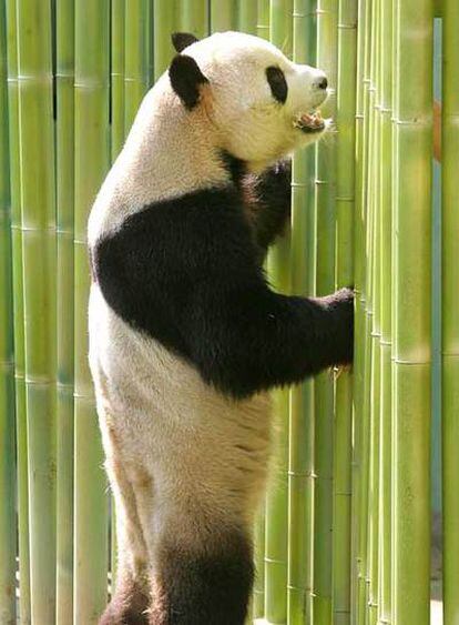 El panda <i>Bingxing,</i> ante la valla de su recinto en el Zoo.