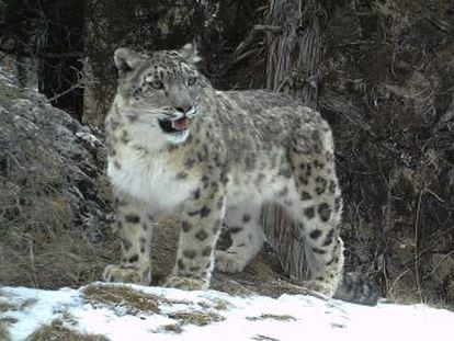 El cambio climático pone en peligro el hábitat del leopardo de las nieves, el felino más huidizo y misterioso del mundo