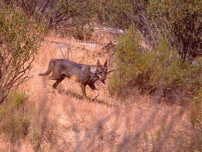 Última imagen de un lobo en Sierra Morena en 2006.