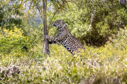 Un ejemplar de jaguar recuperado en la región de Iberá, Argentina.