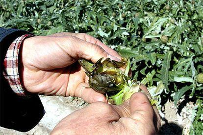 Un agricultor de San Fulgencio (Alicante) muestra los efectos de la helada sobre las alcachofas de su huerto. (EFE)
