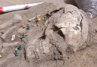 Cráneo de la gran dama, cuerpo femenino encontrado en el yacimiento de Humanejos (Parla).