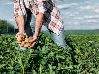 Un agricultor recolecta patatas de su cosecha.