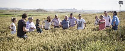 Trabajadores de Mondelez España visitan un campo de trigo adscrito a Harmony.