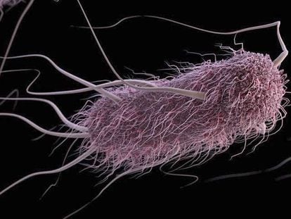 Una bacteria escherichia coli.