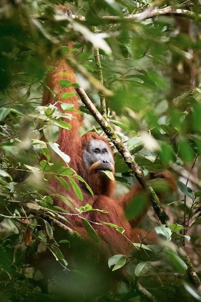 Ejemplar de orangután de Tapanuli, Sumatra del Norte (Indonesia).