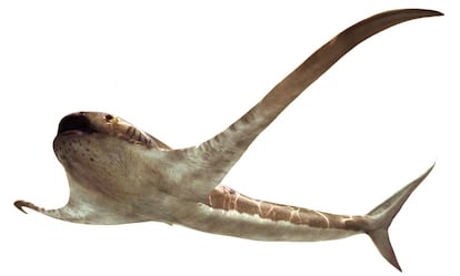 Ilustración del tiburón ‘Aquilolamna milarcae’.
