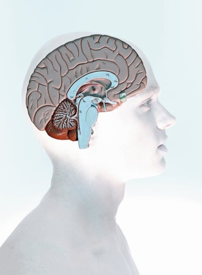 Ilustración de un cerebro humano