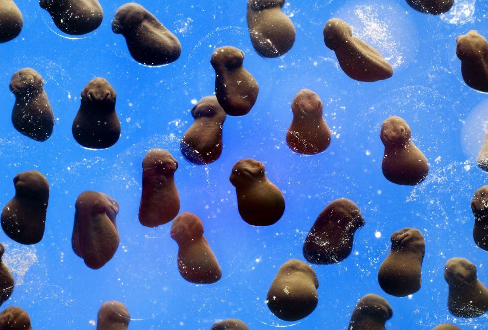 En embriones de rana en desarrollo se ven las diferentes posturas que adoptan los anfibios dentro de sus huevos —aún transparentes—.