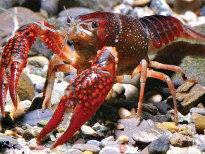 Una de las especies de cangrejo invasoras. 