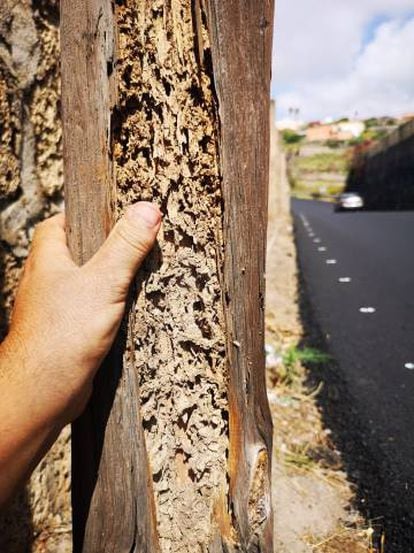 Un vecino muestra los efectos de las termitas.