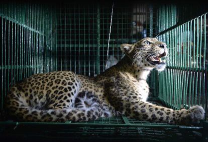 Un leopardo salvaje mira desde una jaula después de haber sido capturado en las afueras de Siliguri, en el noreste de la India.