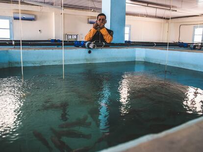 Criar peces en el desierto
