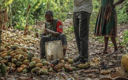 Durante la época de cosecha, todos los miembros de la familia trabajan en las plantaciones de cacao.