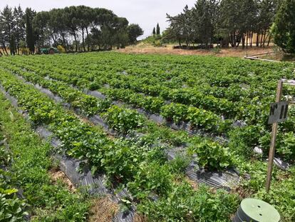 PLANTACIONES DE FRESAS EN MONJARAMA / CAPEL