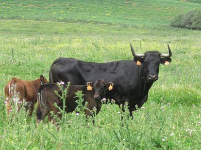 Una vaca y dos becerros de la ganadería gaditana de Santiago Domecq.