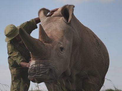 Un cuidador del parque Ol Pejeta de Kenia acaricia a Najin, una de las dos únicas rinocerontas blancas del norte que sobreviven en el mundo.