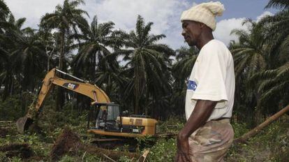 Destrucci&oacute;n de la selva para proyecto agroindustrial en el norte de Sierra Leona.
 
 
 
 
 
 