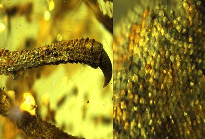 Una de las cosas mas novedosas de estos fósiles, según el investigador Daza, es poder ver directamente a través de la resina estructuras tan delicadas como las escamas. "Estas estructuras no se encuentran normalmente en otros tipos de fósiles. Las escamas y el esqueleto nos dan mucha información sobre la morfología y la posición de estos fósiles en el árbol de la vida de las lagartijas", asegura. Su compañero de la Universidad de Florida, Edward Stanley, apuntala la importancia de este descubrimiento: "Es alucinante. Normalmente hemos encontrado pies u otras pequeñas partes preservadas en ámbar, pero es que estos son especímenes enteros con sus garras, patas, dientes e incluso con la escala de color intacta".