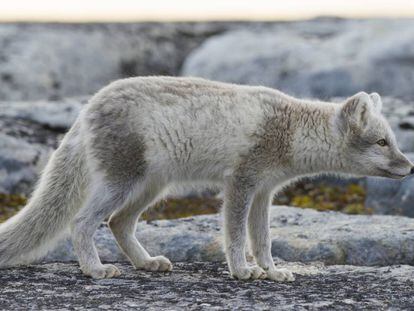 Un zorro ártico en Svalbard, Noruega. 