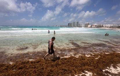 Un turista rodeado de sargazo camina por la playa Coral, en Cancún, el 5 de abril de 2022