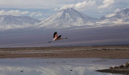 El desierto de sal de Atacama acoge a los flamencos en determinadas estaciones del año.