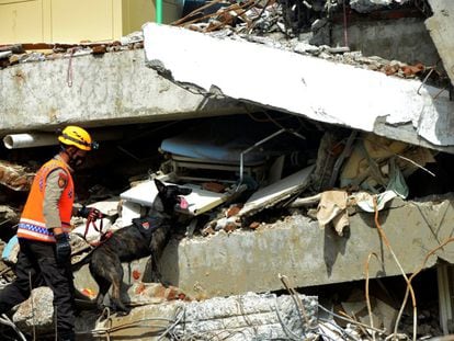 Un oficial de policía busca víctimas con un perro rastreador de la unidad K9 entre las ruinas de un edificio hospitalario que se derrumbó después de un terremoto en Mamuju, provincia de Sulawesi Occidental (Indonesia).