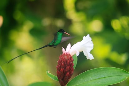 Un colibrí de la especie Doctor Bird ('Trochilus polytmus'), ave endémica de la isla de Jamaica.