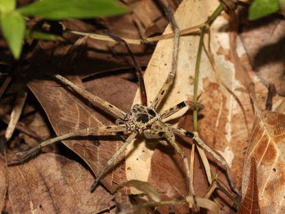 Una araña de Malasia, uno de los pequeños depredadores que se ven más afectados por la pérdida de hábitat.