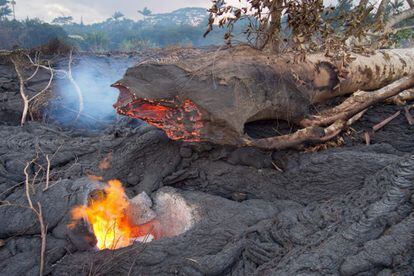 El gobernador de Hawái, Neil Abercombrie, solicitó la semana pasada declarar el suceso como un desastre, con el objetivo de obtener ayuda federal. En la imagen, el tronco de un árbol tras ser engullido por el río de lava, el 31 de octubre de 2014.