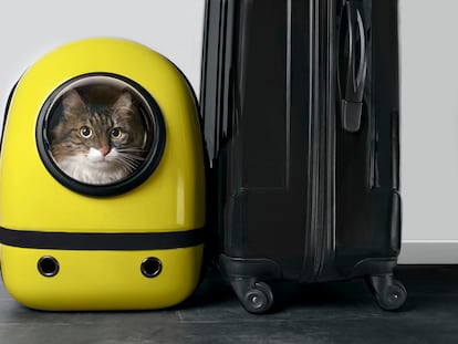 Acostumbrar a los felinos a los viajes o salidas de casa desde que son cachorros es fundamental.