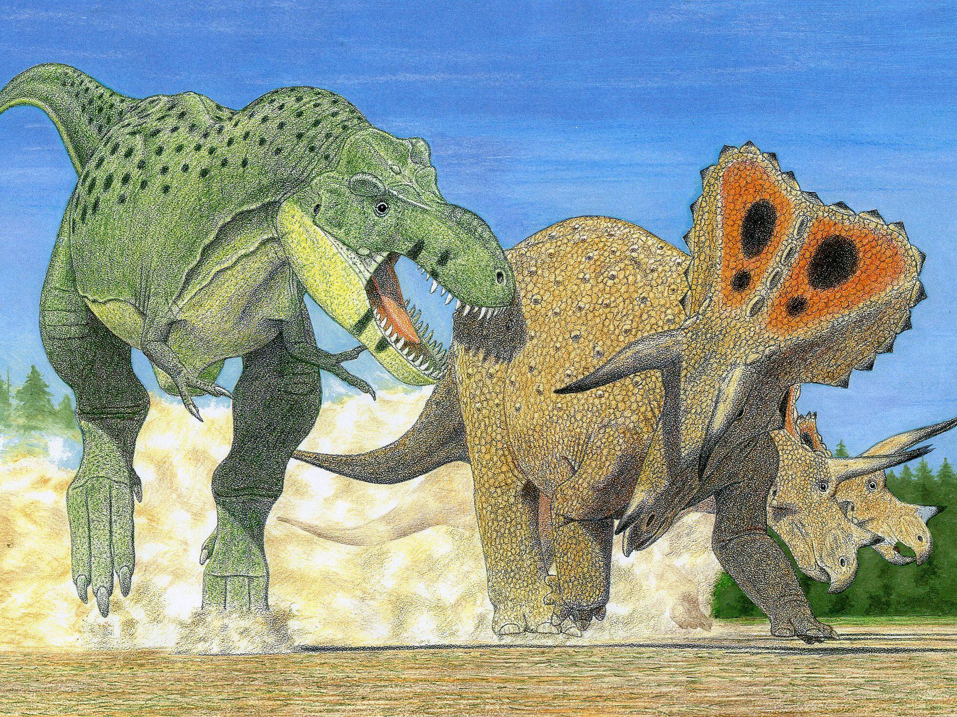 El 'Tyrannosaurus' podría ser tres especies en lugar de una | Ciencia | EL  PAÍS