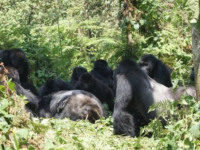 Un grupo de gorilas observa el cadáver de un espalda plateada. En vídeo, los gestos de "tristeza" de estos animales.