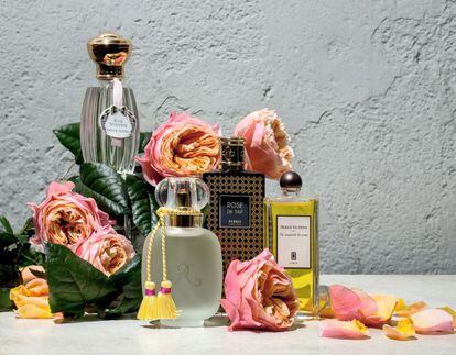 <p>Su uso para la fabricación de perfumes es casi tan antiguo como su existencia. De izquierda a derecha:</p> <p> <b>Rose Splendide</b>, de Annick Goutal, 87 euros. Potencia la dimensión verde de la flor.</p> <p> <b><a href="https://www.perfumeriatucuidado.com/" target=blank>Rose d’Été</a></b>, de Les Parfums de Rosine, 105 euros. Antes de proceder al destilado de la rosa amarilla, de la que se extrae este perfume, tiene que haber florecido por completo.</p> <p> <b><a href="http://www.isolee.com/" target=blank>Rose de Taif</a></b>, de Perris Monte Carlo, 125 euros. En esta ciudad de Arabia Saudí se elabora aceite de la rosa damascena, muy fresca y de fragancia sofisticada, desde la época otomana.</p> <p> <b>Sa Majesté la Rose</b>, de Serge Lutens, 100 euros. Combina tres variedades de esta flor: la turca, la búlgara y la marroquí.</p>