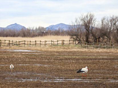 Los Aiguamolls de l’Empordà sufren la peor sequía del siglo